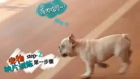柴犬父子老有趣,逗比狗爸爸天天欺负狗儿子柴犬系列
