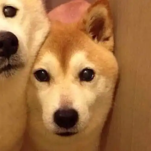 旺旺狗表情包狗年