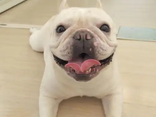 图白银出售纯种拉布拉多幼犬,送狗上门白银宠物狗白银列表网
