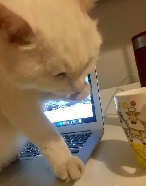猫可以萌到什么程度
