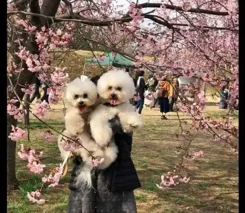 狗狗跟女主合影笑嘻嘻,和男主合影就气鼓鼓
