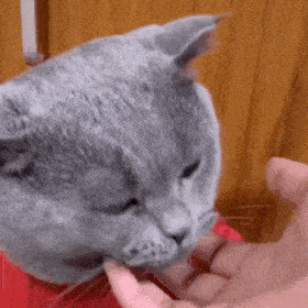 网红猫咪蓝猫多宝表情包二
