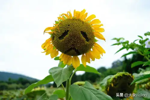 向日葵秒变表情包你怎么看

