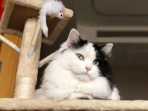 全网内拴绳的猫咪都是大佬路遇一只被拴着的猫,感觉有点不对劲,走近一看忍不住笑喷
