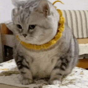 猫子狗子表情包可爱沙雕表情包动图
