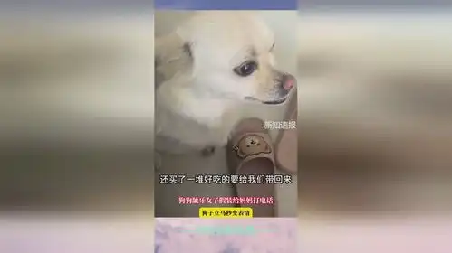 狗狗龇牙女子假装给妈妈打电话,狗子立马秒变表情,网友这诡计多端的眼神
