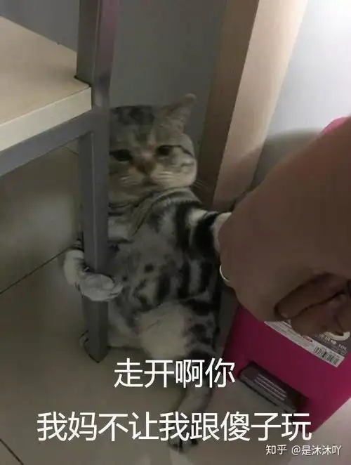 凤兮凤兮拾
