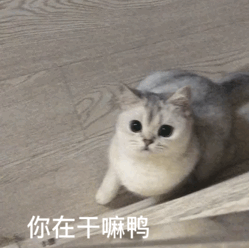 在干嘛呀动态表情包合集你在干嘛鸭
