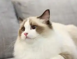 猫间仙女布偶猫,养一只小仙女是一种什么样的体验
