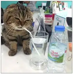 猫咪喝柠檬水,一杯下肚,表情让主人大笑不止
