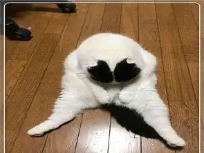 带猫咪做绝育手术,回家路上还好好的,但回家后这一反应可笑极了
