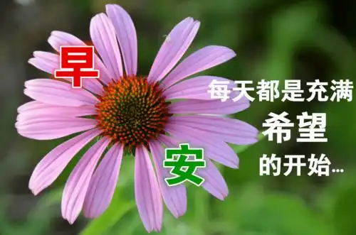 早上好漂亮表情祝福图片,平安祝福早上好问候祝福语
