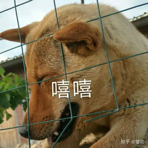 你保存过的可爱又搞笑的狗子表情包有哪些
