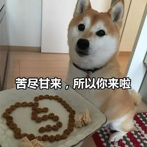 柴犬撩妹表情包你知道我最喜欢什么制服吗被你制服
