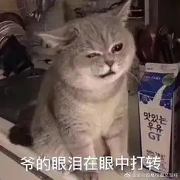 来,晒一张你手机里最不舍得删的猫猫照片
