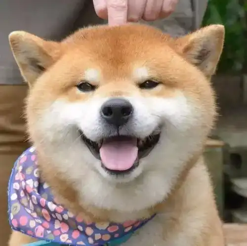 没看到这只柴犬之前,我以为哈士奇表情包是最多的