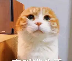很社会的橘猫表情跟我走吗我混社会养你
