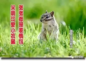 呆萌可爱小松鼠张张都是表情包
