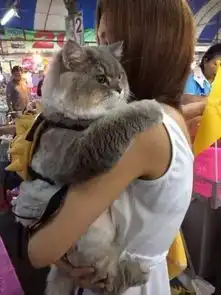 事实证明,胖子只能走卖萌这条路线
