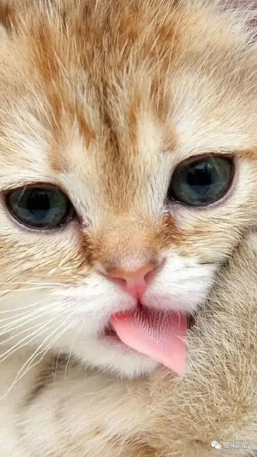 猫咪吐小舌头,好可爱好想捏捏
