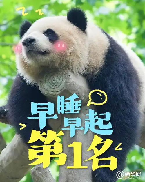 这些大熊猫是在演我开学吗
