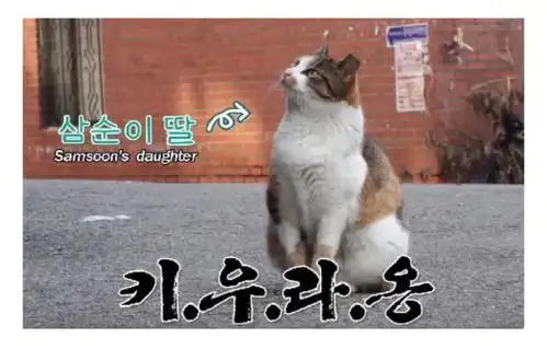 被猫碰瓷你不过是它们眼中的老实人

