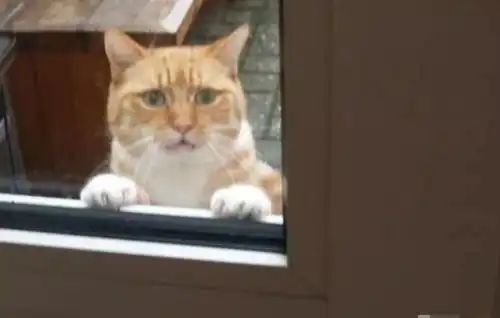 橘猫被锁门外还惨遭淋雨,急得敲门叫主人,委屈模样笑翻众人
