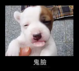 好可爱的宠物表情不知道有没有人发过不断更新中,喜欢的顶顶矮大家都来贴亚嘿嘿
