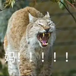 求喊妈表情包无字原图
