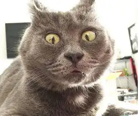 惊讶猫走红网络大大的圆眼睛表情感十足
