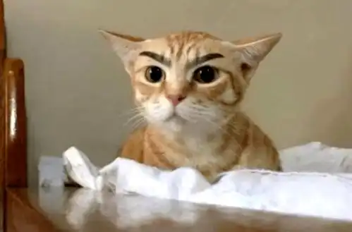啊啊啊啊啊,这是我见过最下饭的橘猫
