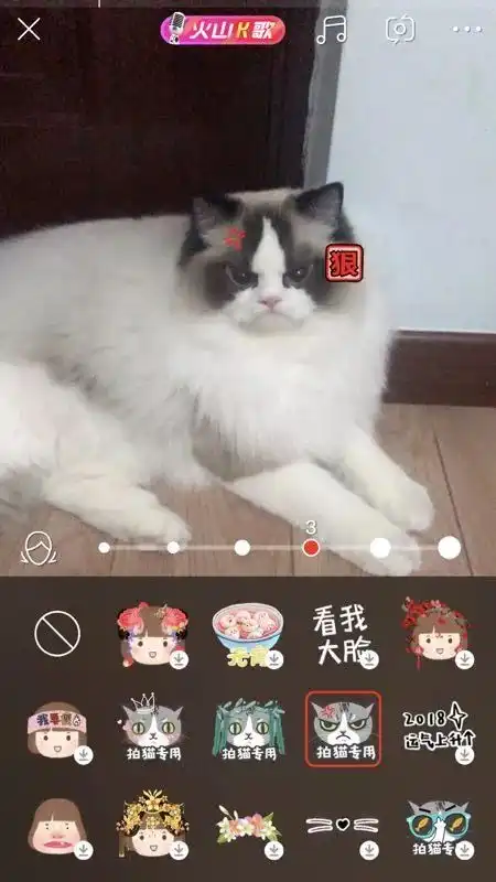 天啦噜这些人脸被识别成了猫,这些猫脸被识别成了人
