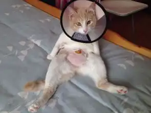 猫咪身上擦了皮特芬多久才能取掉伊丽莎白圈
