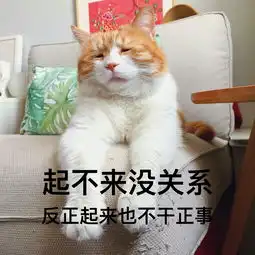 猫日表情包堆糖,美好生活研究所
