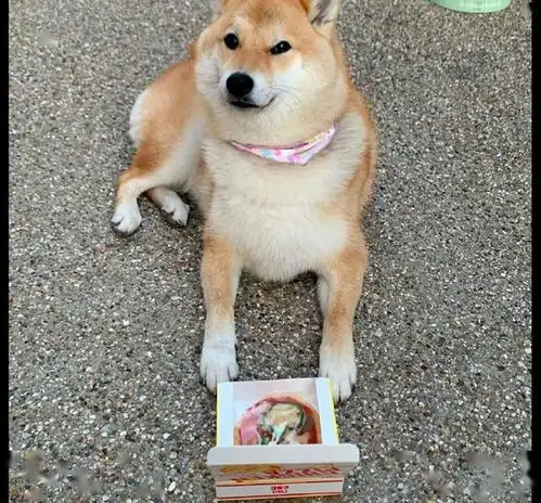 网友给柴犬买来个披萨,它一脸忧怨小表情这还不够我塞牙缝的

