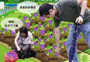 qq表情搞笑qq表情古怪趣味亲爱的多偷点
