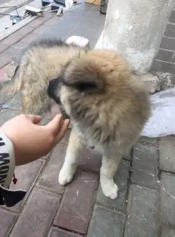 捡回一副厌世脸的土狗,竟还有一双碧蓝的眼睛,表情堪称表情包
