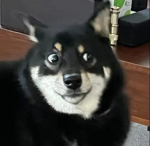 两只柴犬对峙,结果网友却笑喷了这是搞笑表情包斗图还是吵架