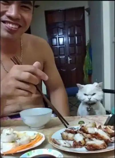 男子大口吃肉,一旁的猫咪却做出这样的表情

