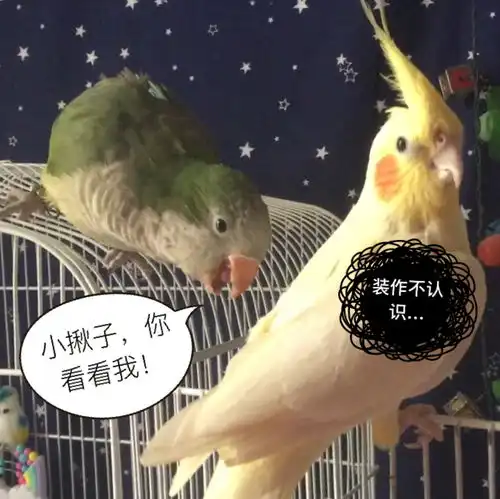 揪是这只鸟沙雕鹦鹉表情包4
