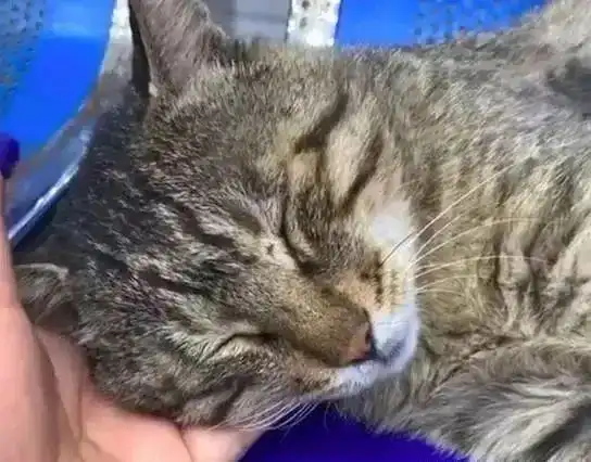 流浪猫在宠物医院休息,竟被医生拉去绝育,猫我只是蹭个空调
