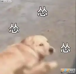 爱情是不靠谱的东西图片安静的当个舔狗其他的雨窝无瓜表情包下载乐游网游戏下载