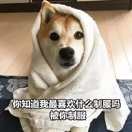 来自柴柴的土味情话
