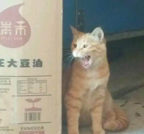 想要收养小区的橘猫却被拒绝了,发现真相后,被暖到了
