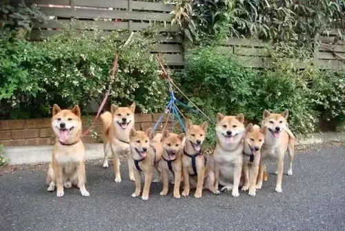 犬种百科憨厚表情包的无冕之王柴犬
