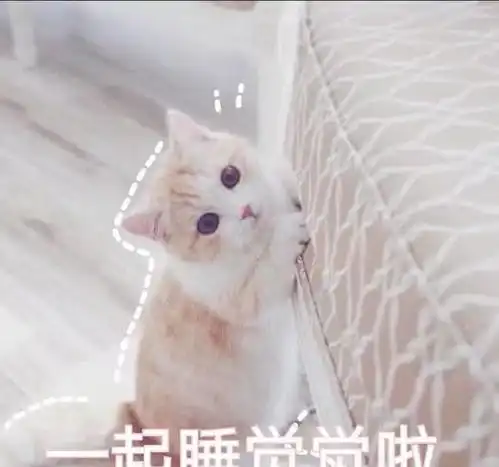 超萌猫咪表情包,网恋居家必备良品,走过路过千万不要错过哦