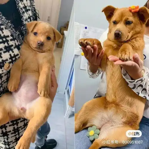 表情包里的网红小土狗长大了,没想到现在的样子可爱加倍
