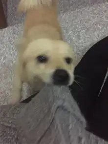 养土狗是一种什么体验
