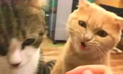 橘猫看到主人喂别的猫喝奶,整只猫都不好了,随后的反应让人傻眼
