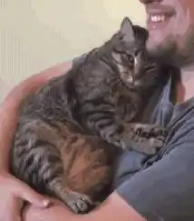 狸花猫走丢了一个月,当它找到它后,主人反省了
